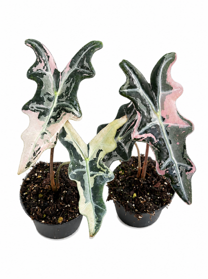 Zwei Alocasien Nobilis Pink Variegata mit gewellten pink panaschierten Blättern