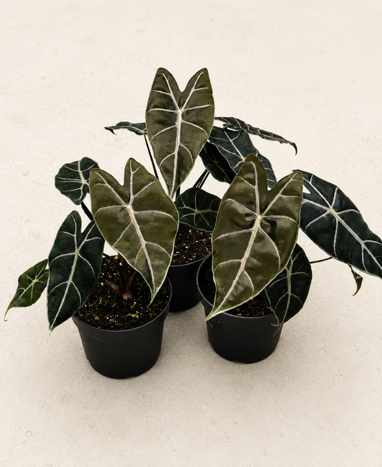 Alocasia Purple Veins
