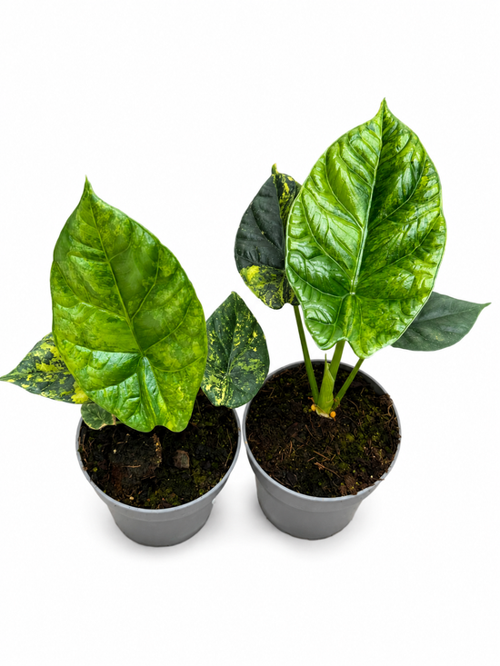Alocasia Sinuata Aurea Variegated