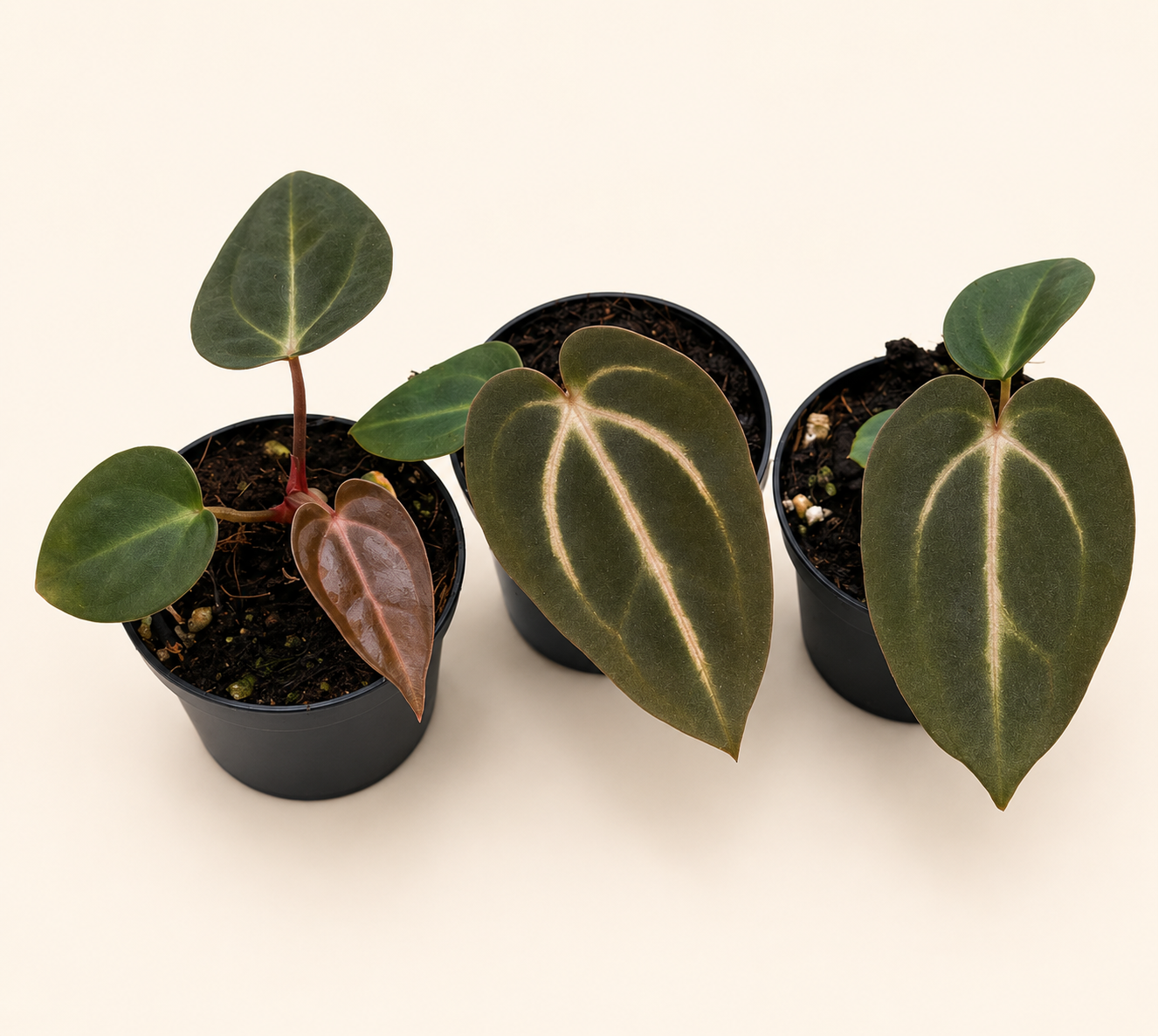 Anthurium Carlablackiae x Red Spider