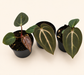 Anthurium Carlablackiae x Red Spider