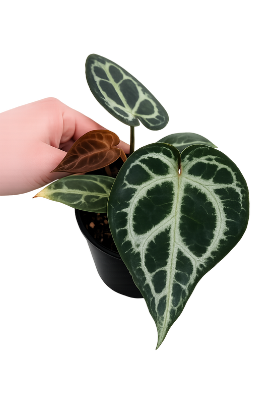 Anthurium KOS x Red Crystallinum