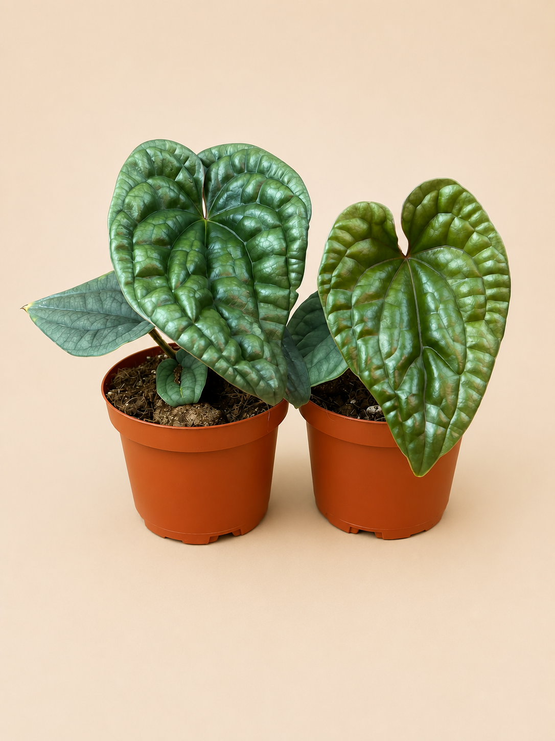 Anthurium Luxurians