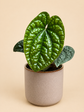 Anthurium Luxurians