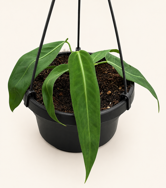 Anthurium Pallidiflorum