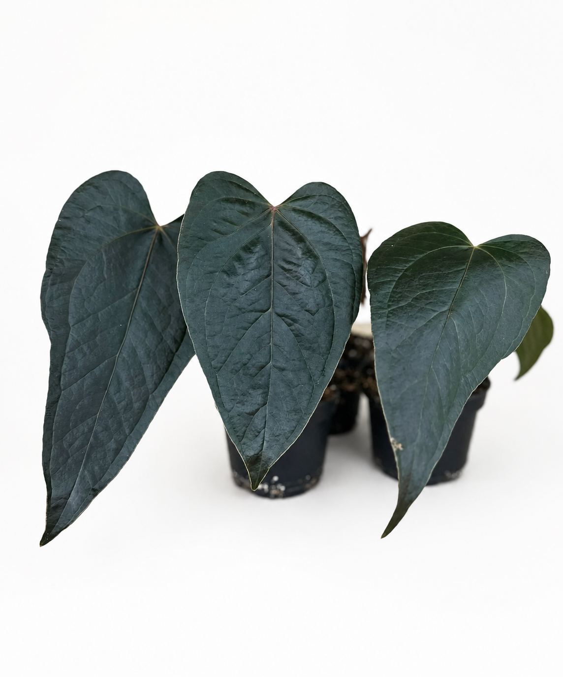 Anthurium Queen Of Hearts