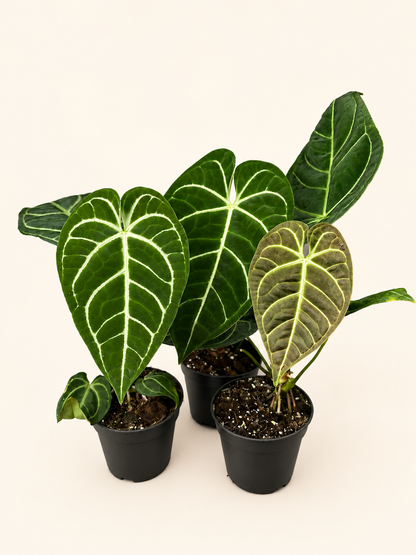 Anthurium shelves