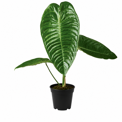 Anthurium Veitchii Narrow
