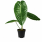 Anthurium Veitchii Narrow