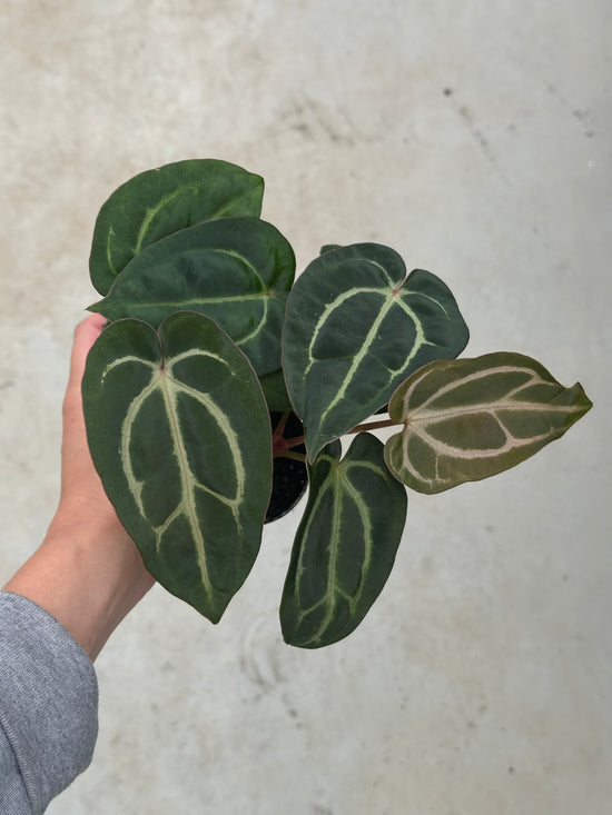 Anthurium Carlablackiae