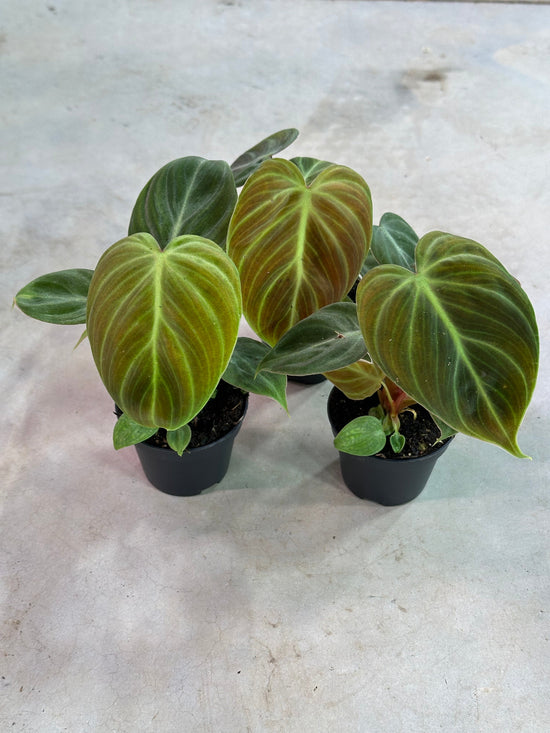 Philodendron El Choco Red