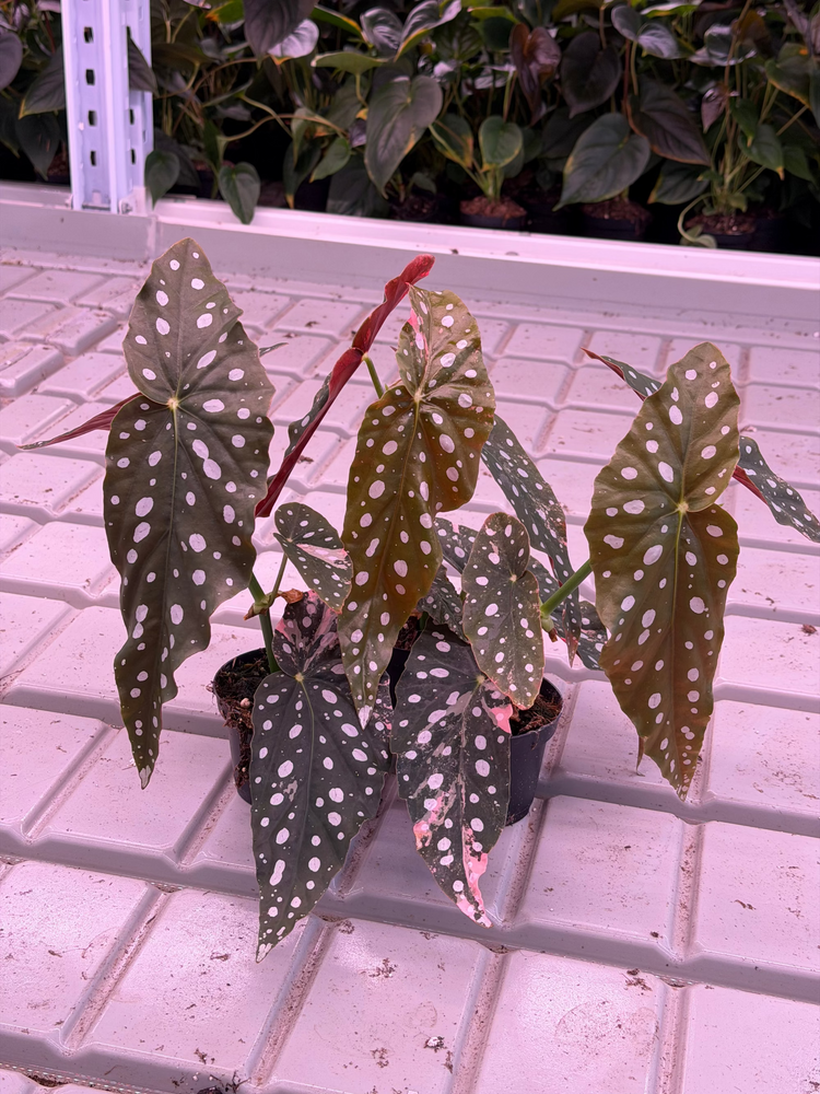 Begonia Maculata Pink Variegata