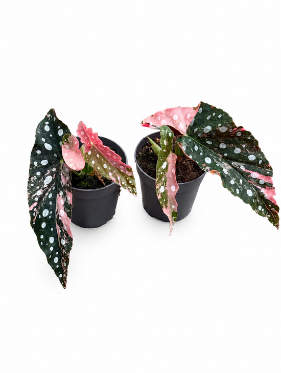 Begonia Maculata Pink Variegata High Variegata with 2 leaves