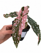Begonia Maculata Pink Variegata