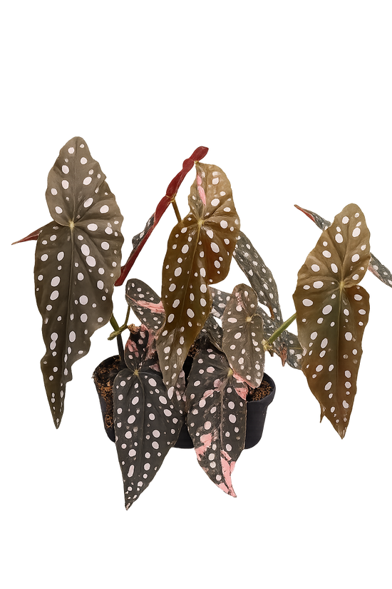 Begonia Maculata Pink Variegata (Low Variegation)