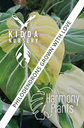Philodendron Atabapoense Variegata
