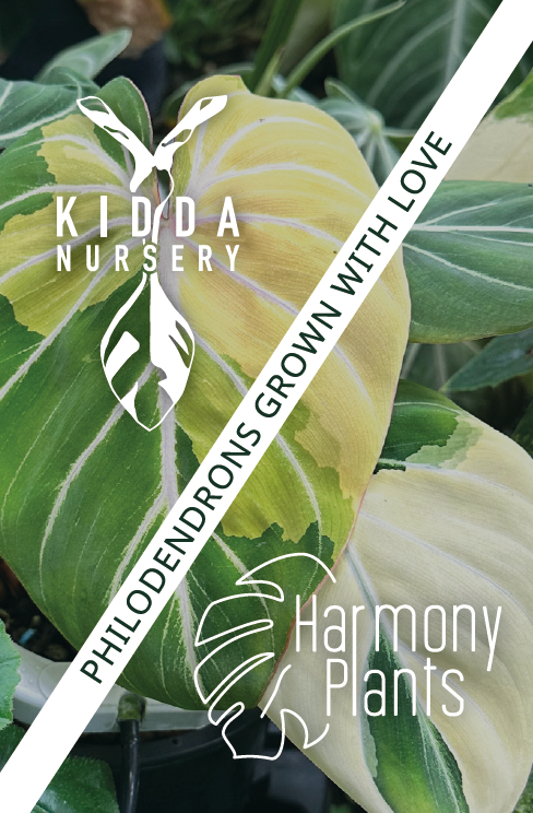 Philodendron Billietiae Variegata Harmony Plants