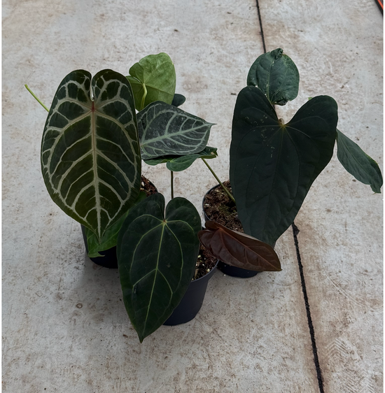 Anthurium Mix (Large Pot)