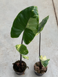 Alocasia Black Stam Variegata ( B Ware)