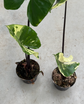 Alocasia Black Stam Variegata ( B Ware)