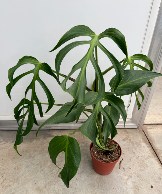Monstera Burle Marx Flame XL