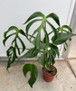 Monstera Burle Marx Flame XL