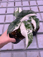 Alocasia Simpo Albo Variegata