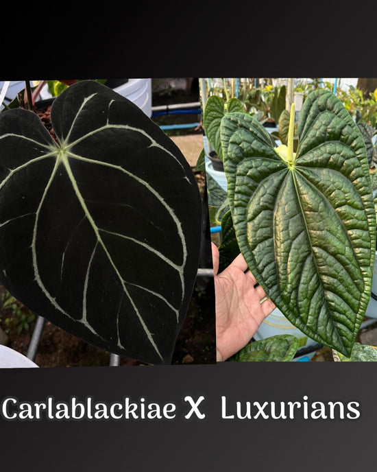 Anthurium Carlablackiae x Luxurians