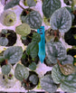Anthurium Luxurians