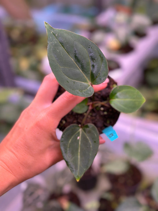 Anthurium King of Spades HU