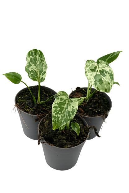 Monstera Bulbasaur Variegata