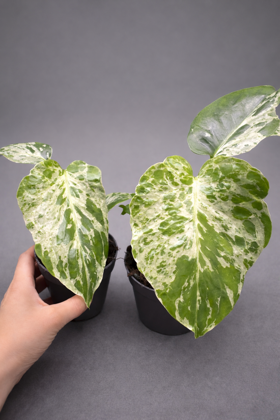 Monstera Bulbasaur Variegata