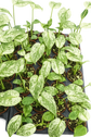 Monstera &