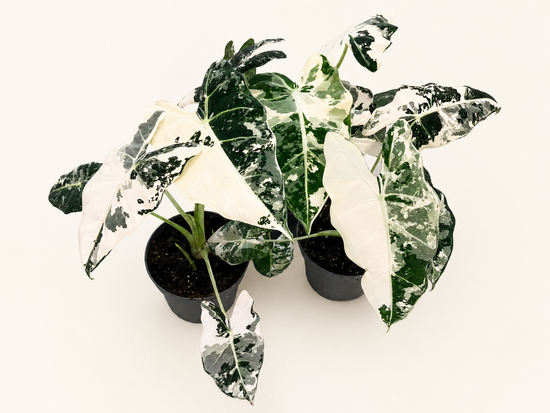 Alocasia Frydek Variegata