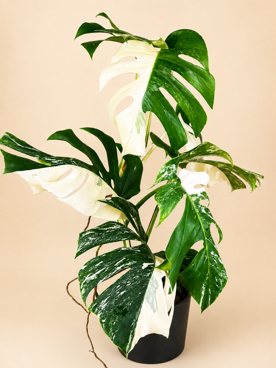 Monstera Deliciosa Variegata