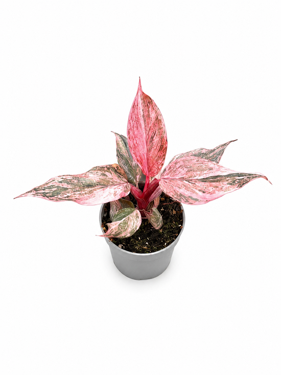 Philodendron Fire Phoenix