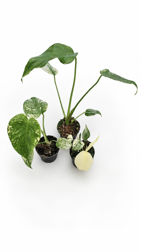 Monstera Mint B Ware