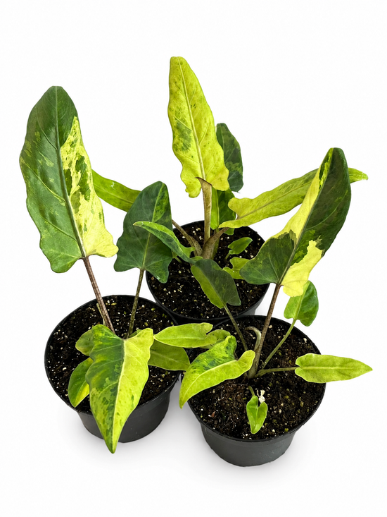Alocasia Lauterbachiana Variegata