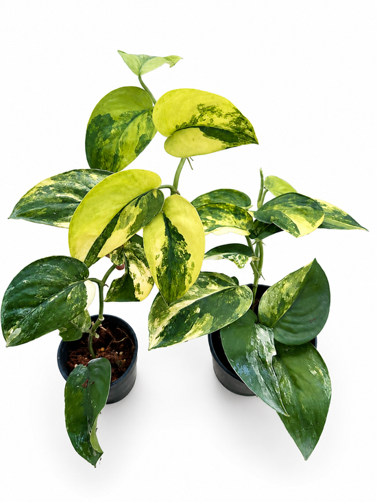 Scindapsus Pictus Jade Satin Variegata