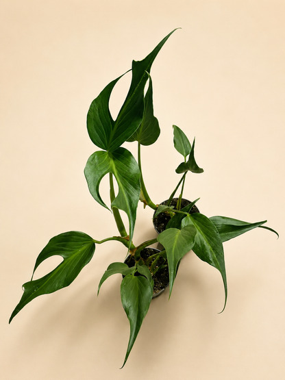 Monstera Burle Marx Flame XL