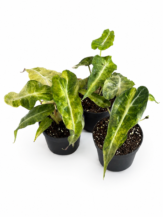 Alocasia Polly Aurea