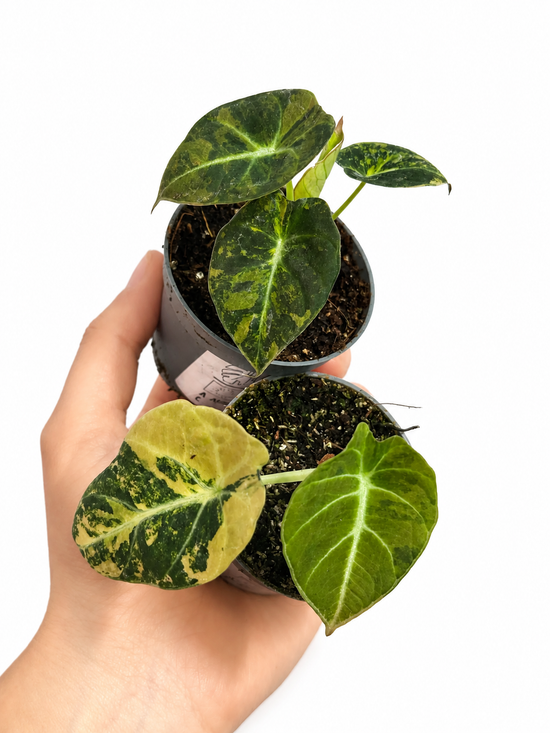 Alocasia Black Velvet Gold Variegata