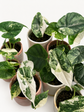 Alocasia Dragon Scale Variegata (with free pot)