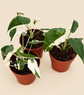 Alocasia Macrorrhiza Variegata