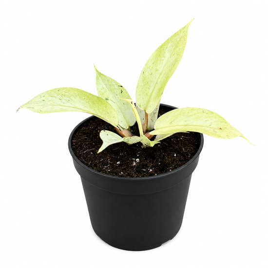 Philodendron Snowdrift Variegata