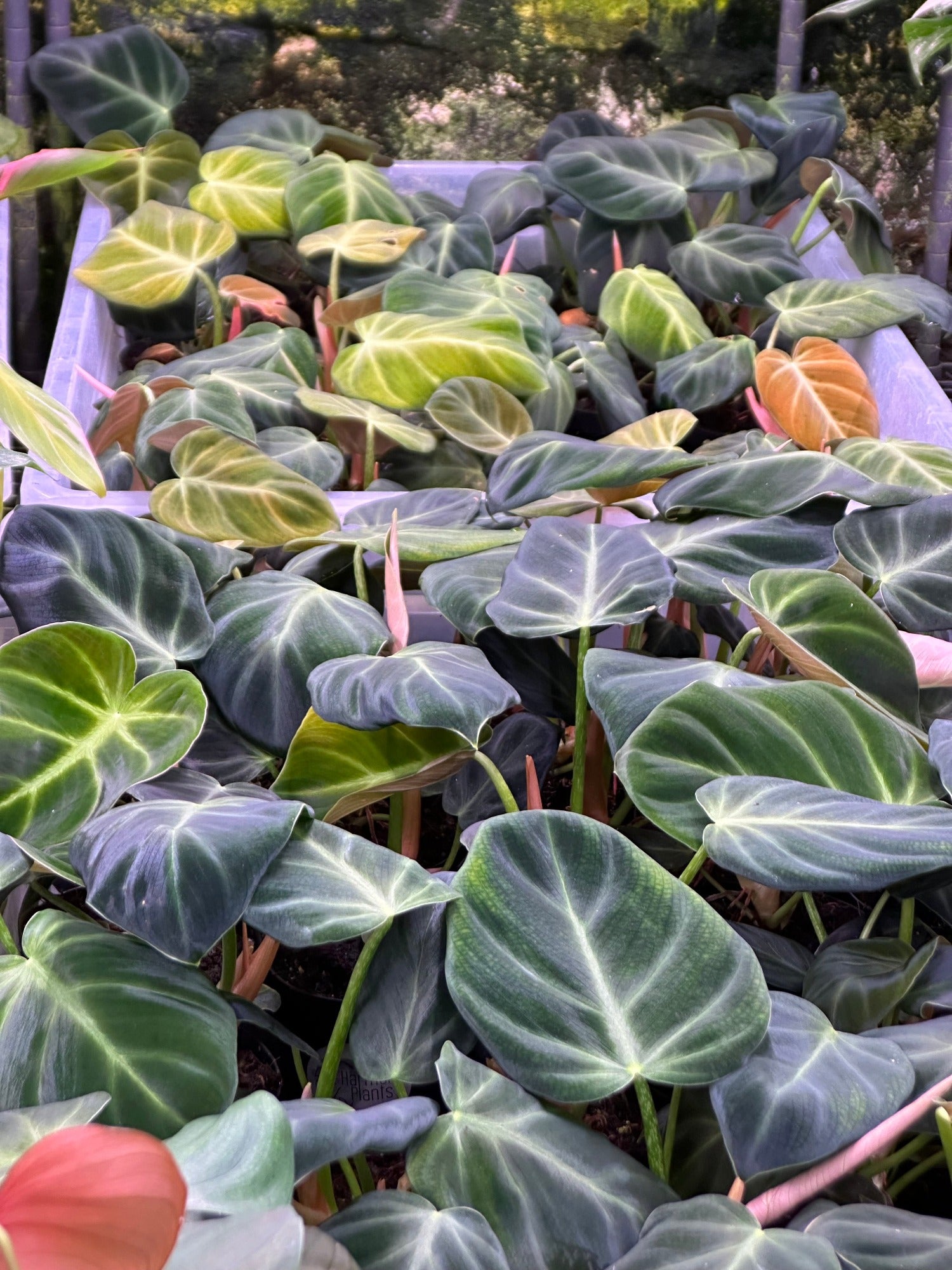 philodendron luxurians care Philodendron Luxurians