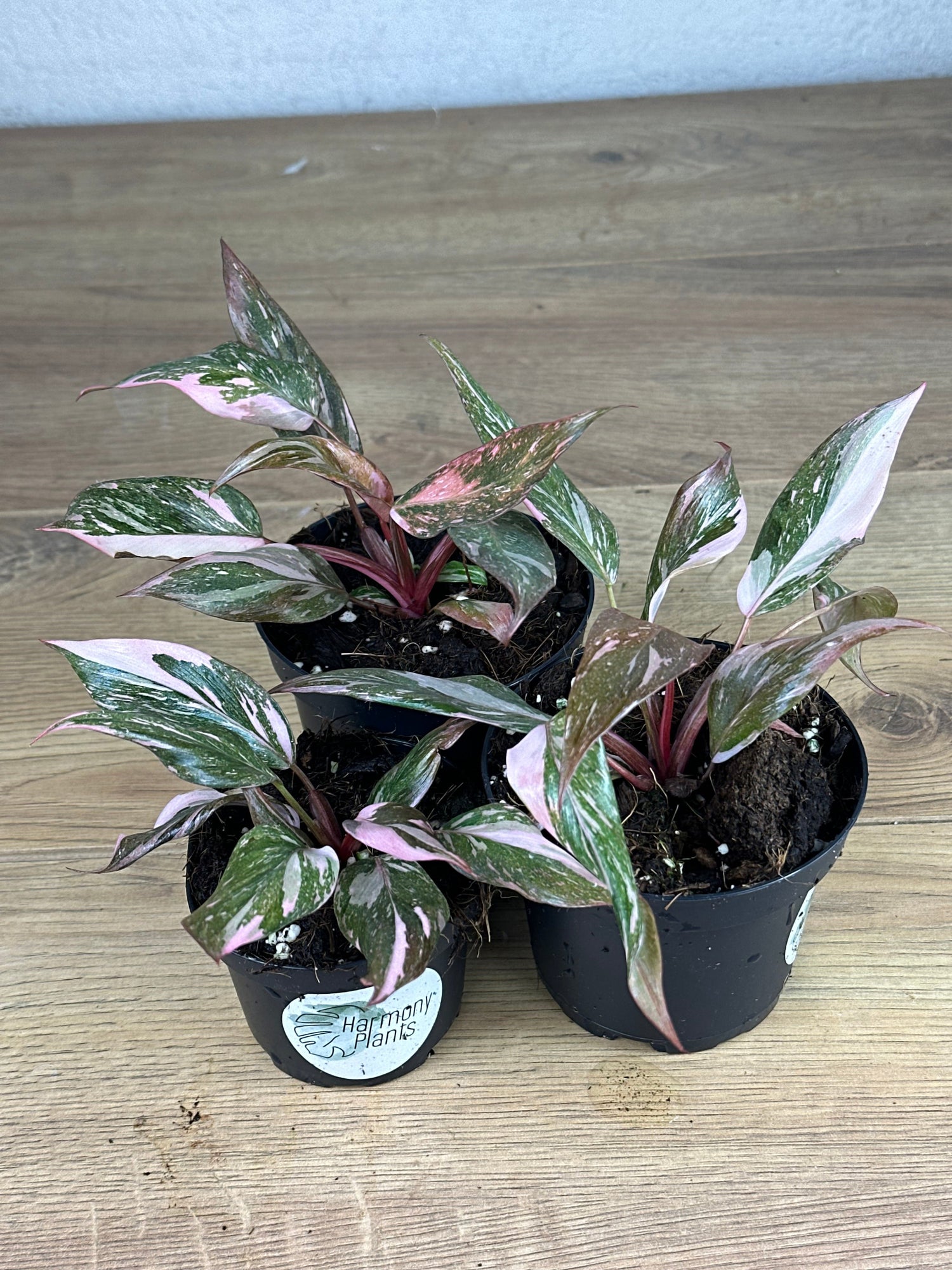 galaxy philodendron Philodendron Pink Galaxy