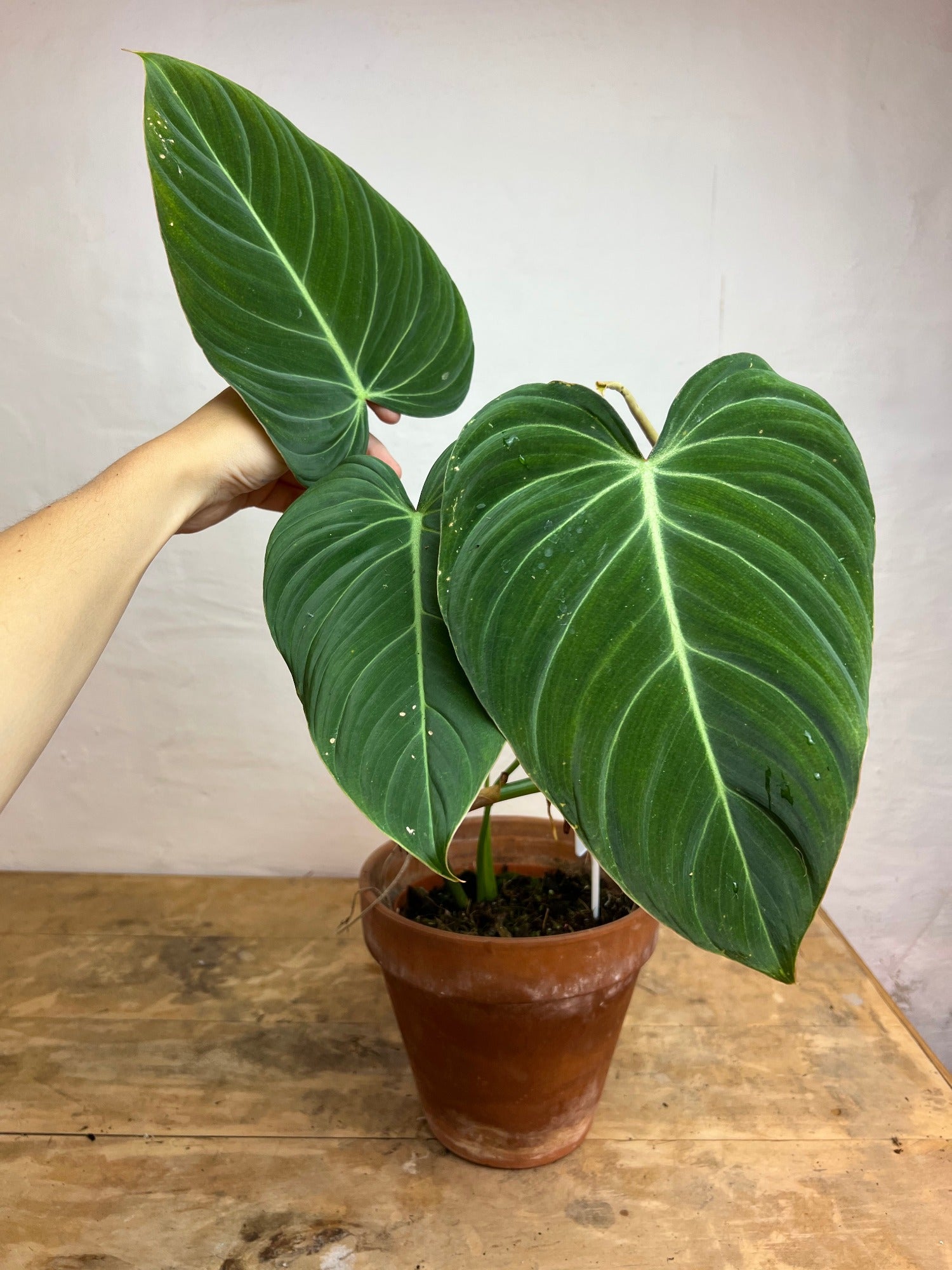 philodendron glorious Philodendron Glorious