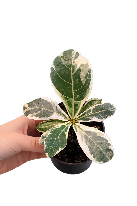 Ficus Lyrata Variegata