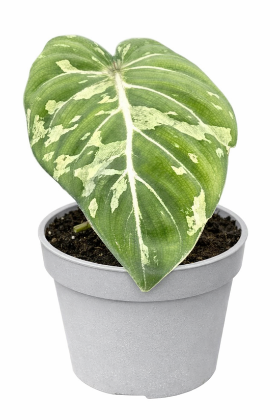 Philodendron Gloriosum Snow Leopard